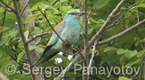 Video of European Roller - European Roller during the breeding season near its nest, hunting insects and feed their young chicks.